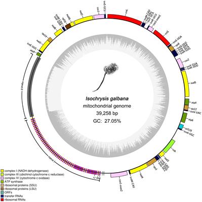 The complete mitochondrial genome of Isochrysis galbana harbors a unique repeat structure and a specific trans-spliced cox1 gene